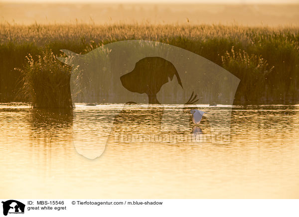 Silberreiher / great white egret / MBS-15546