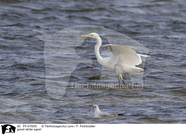 Silberreiher / great white egret / FF-07600