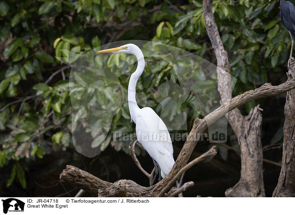 Silberreiher / Great White Egret / JR-04718