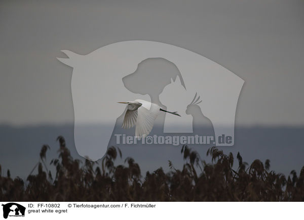 great white egret / FF-10802