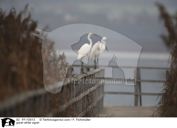 Silberreiher / great white egret / FF-10813
