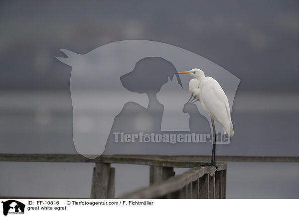 Silberreiher / great white egret / FF-10816