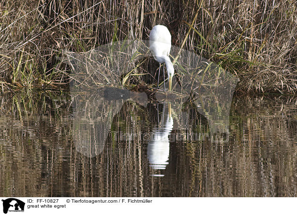 Silberreiher / great white egret / FF-10827