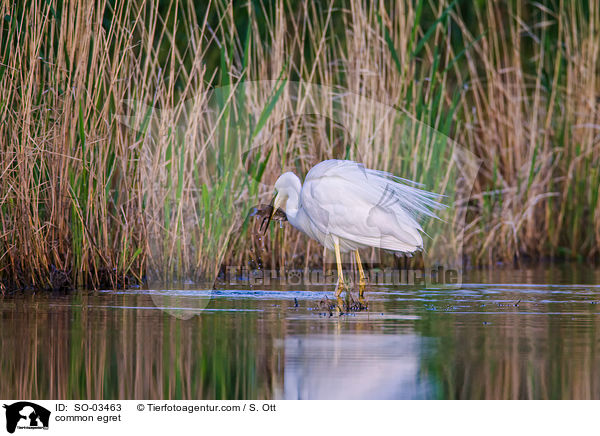 Silberreiher / common egret / SO-03463