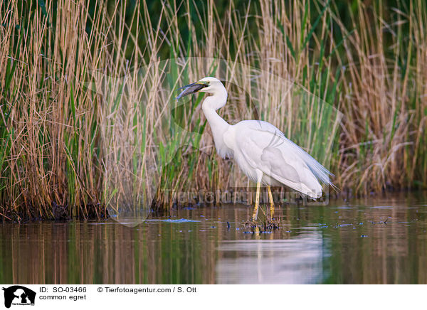 common egret / SO-03466