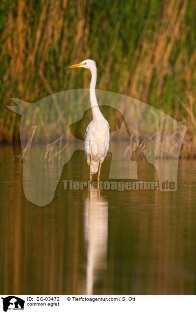 Silberreiher / common egret / SO-03472