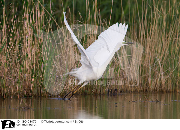 Silberreiher / common egret / SO-03479