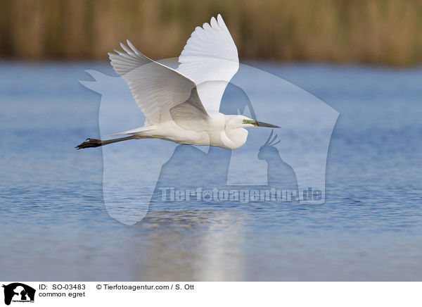 Silberreiher / common egret / SO-03483