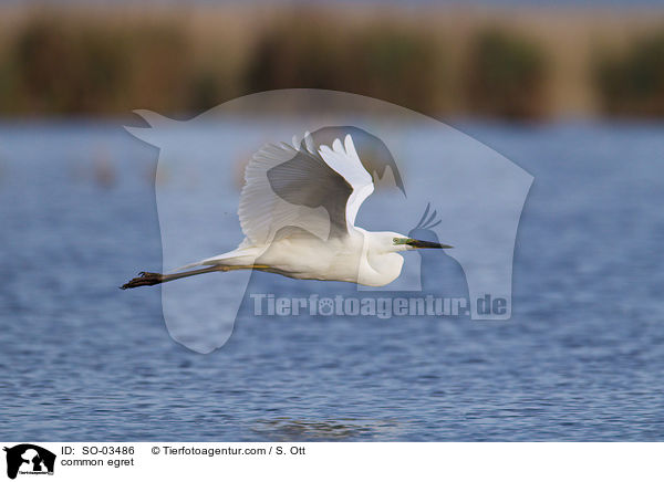 Silberreiher / common egret / SO-03486