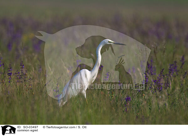 common egret / SO-03497