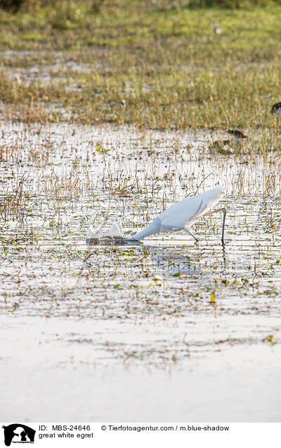 Silberreiher / great white egret / MBS-24646