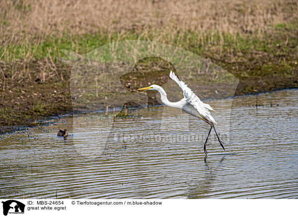 great white egret / MBS-24654