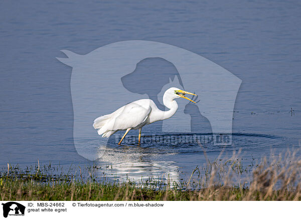 Silberreiher / great white egret / MBS-24662