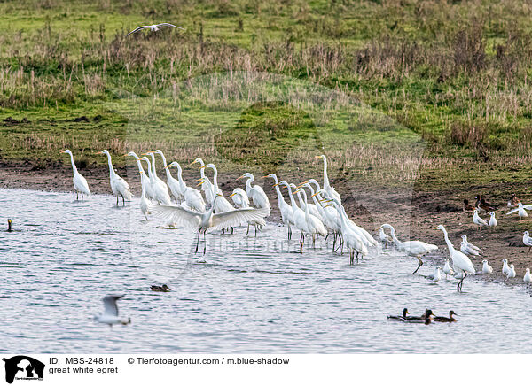 great white egret / MBS-24818