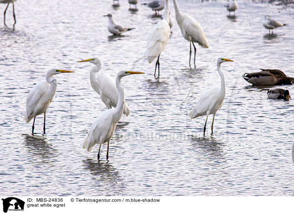 Silberreiher / great white egret / MBS-24836