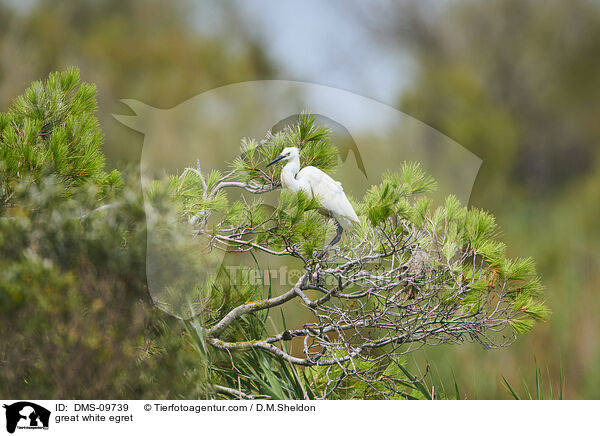 great white egret / DMS-09739