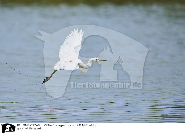 great white egret / DMS-09740
