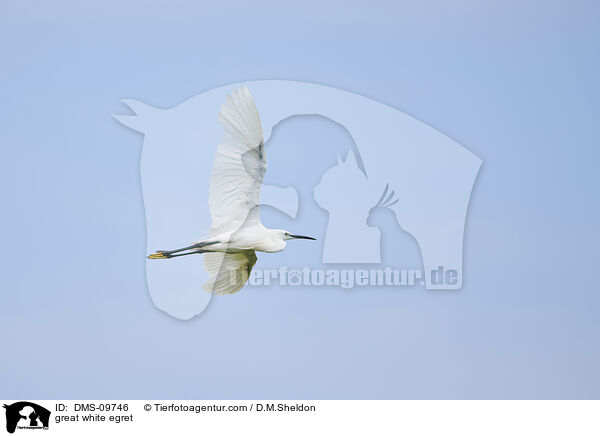 Silberreiher / great white egret / DMS-09746