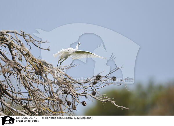 great white egret / DMS-09749
