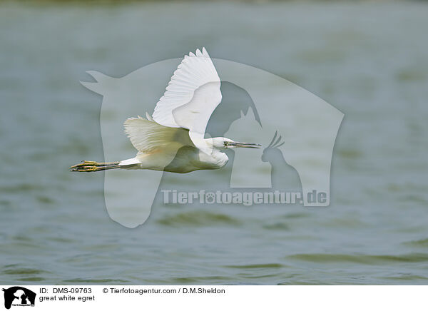 great white egret / DMS-09763