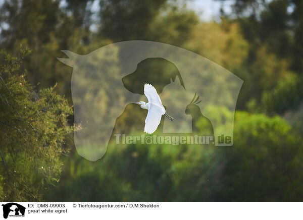 great white egret / DMS-09903