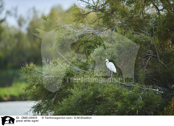 great white egret / DMS-09904