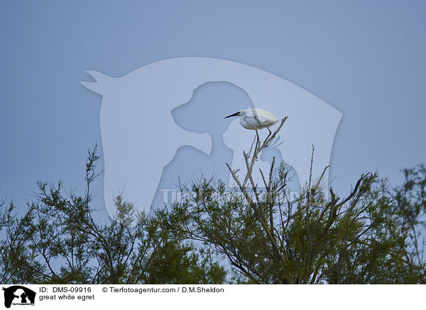 great white egret / DMS-09916