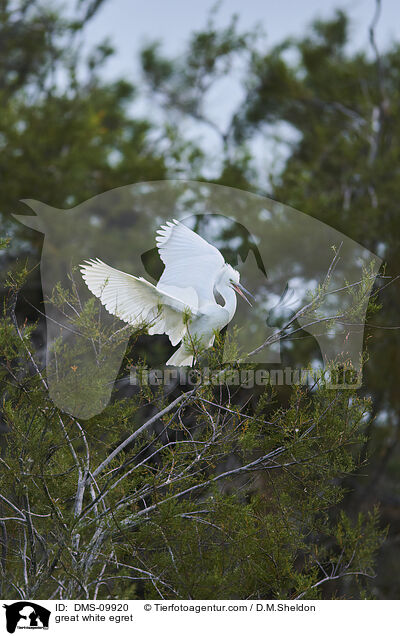 great white egret / DMS-09920