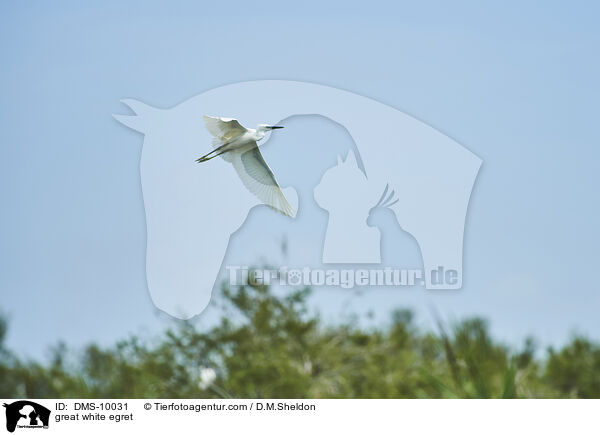 great white egret / DMS-10031