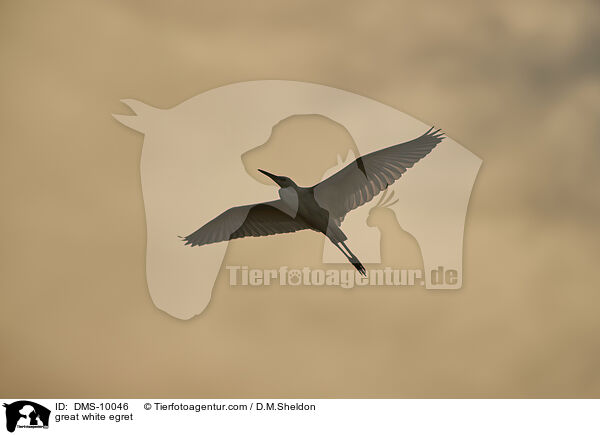 great white egret / DMS-10046