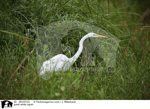 great white egret / JR-05722