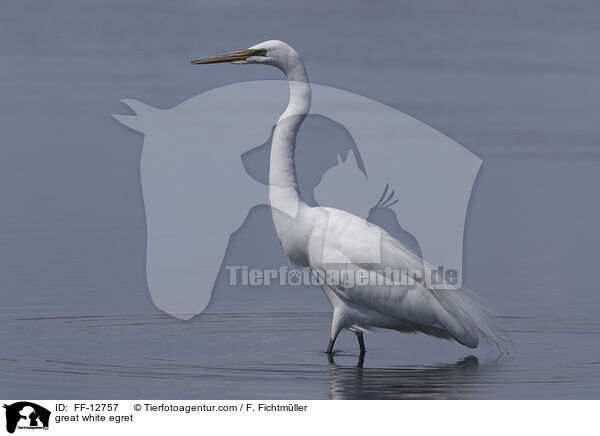 Silberreiher / great white egret / FF-12757