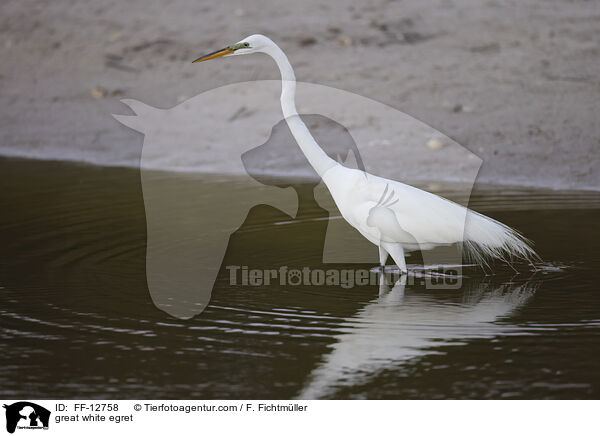 Silberreiher / great white egret / FF-12758