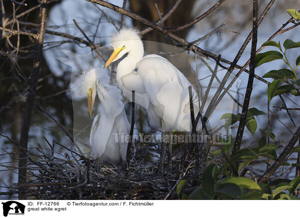 Silberreiher / great white egret / FF-12766