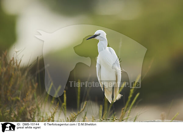 Silberreiher / great white egret / DMS-10144