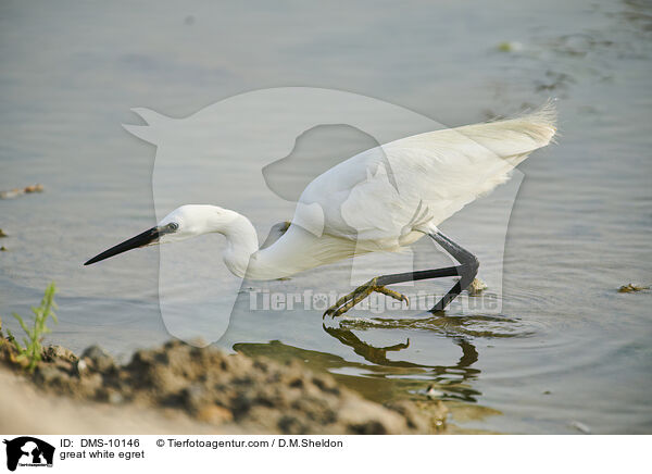 great white egret / DMS-10146