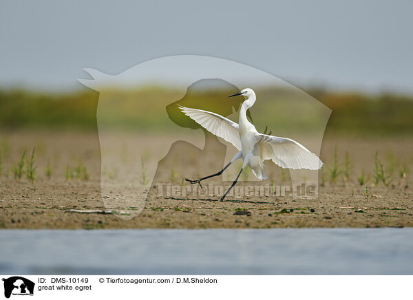 great white egret / DMS-10149