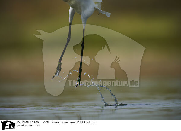 great white egret / DMS-10150