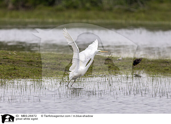Silberreiher / great white egret / MBS-26872