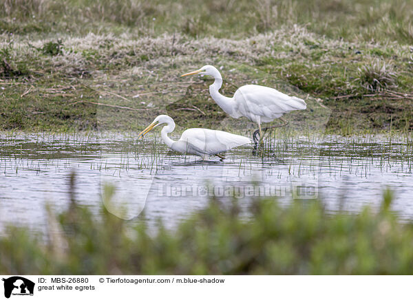 Silberreiher / great white egrets / MBS-26880