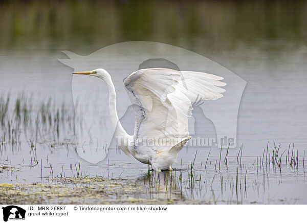 Silberreiher / great white egret / MBS-26887