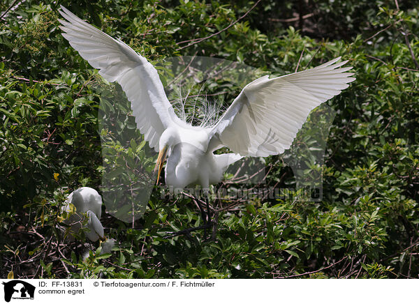 Silberreiher / common egret / FF-13831