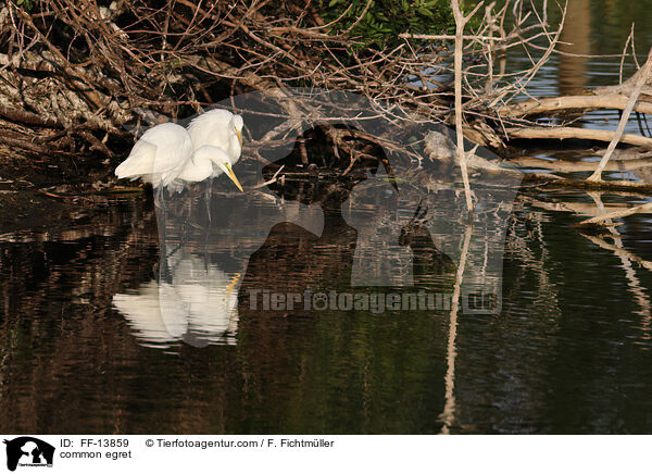 common egret / FF-13859