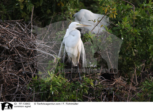 common egret / FF-13863