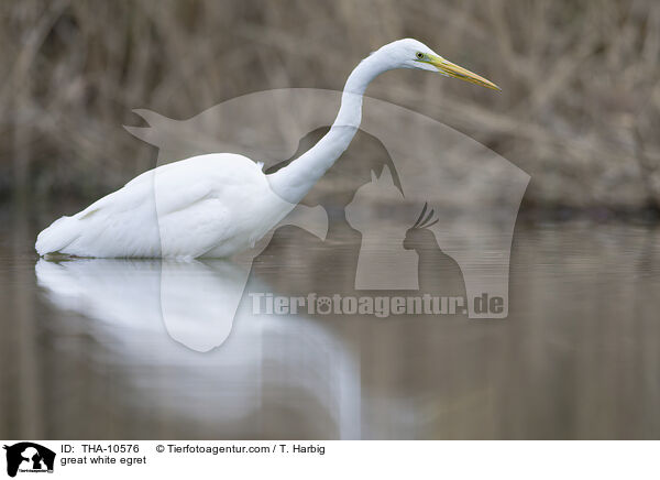 Silberreiher / great white egret / THA-10576