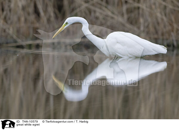 Silberreiher / great white egret / THA-10579