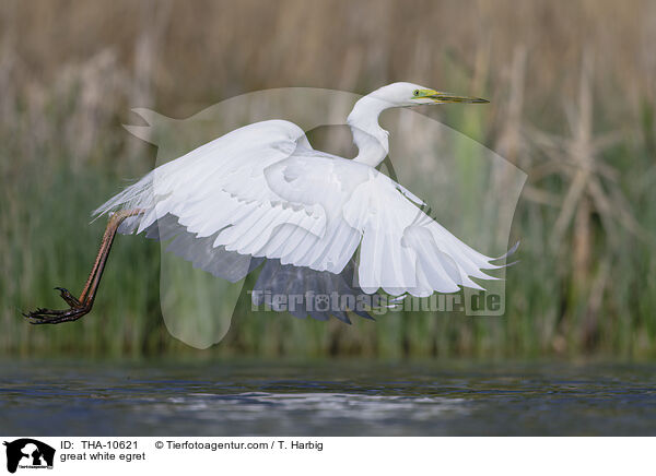Silberreiher / great white egret / THA-10621