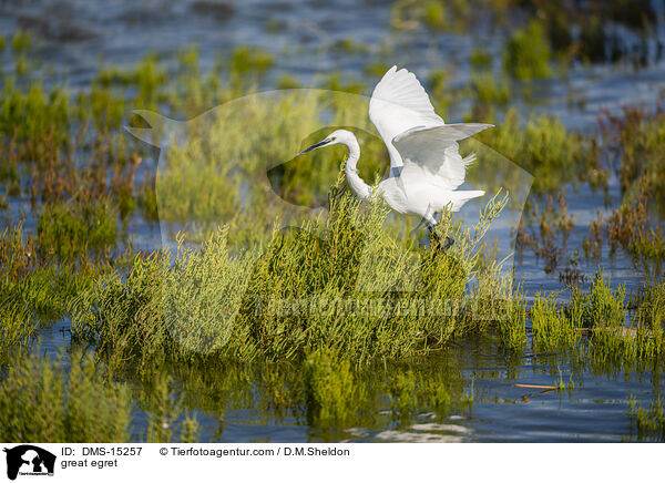 Silberreiher / great egret / DMS-15257