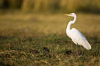 great egret