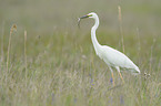great white egret